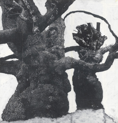 Het Muziekbos - Drawing of Old Trees on Wintry Days during 2007-2014