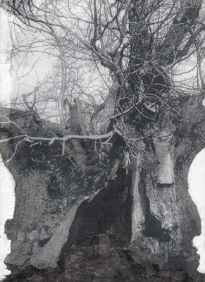 Het Muziekbos - Drawing of Old Trees on Wintry Days during 2007-2014