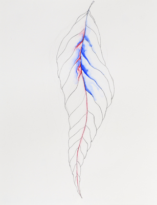 Lacuna - Grace Schwindt - Leaf with a Red Spine