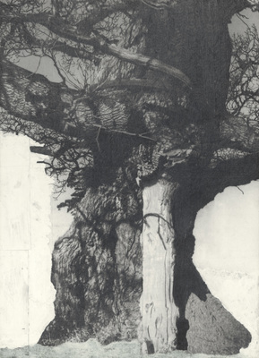 Het Muziekbos - Drawing of Old Trees on Wintry Days during 2007-2014