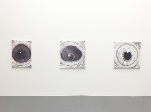 four times sixty - anniversary exhibition - Pigeons