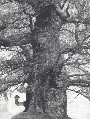 Het Muziekbos - Drawing of Old Trees on Wintry Days during 2007-2014