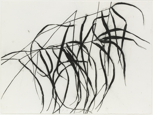 Susan Hartnett - Susan Hartnett - Calamagrostis canadensis, Blue-joint grass, Sept. 11 2004