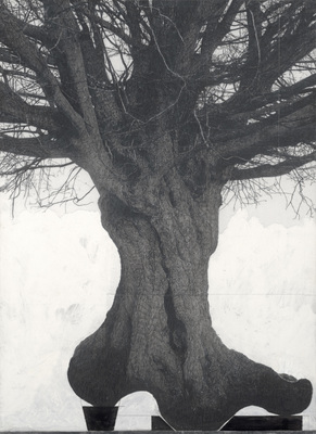 Patrick Van Caeckenbergh - Drawings of Old Trees on Wintry Days during 2007 - 2014