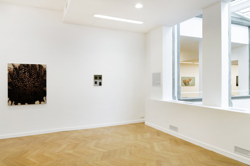Pots, lapin, fenêtres, fleurs - Installation view