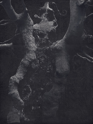 Patrick Van Caeckenbergh - L'hêtre à l'Image (été 2011) (The Beech Tree in the Image [summer 2011])