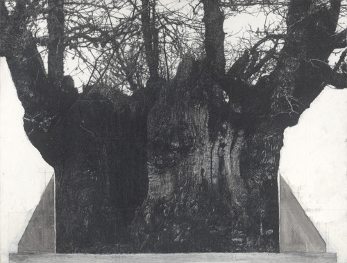 Patrick Van Caeckenbergh - Drawing of Old Trees on Wintry Days during 2007-2014