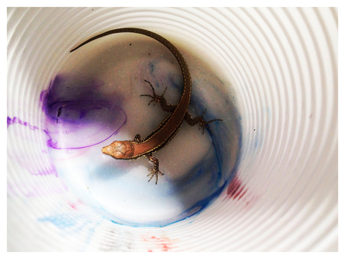 ZENO X GALLERY - The Queen of Gaps - Pietro Roccasalva