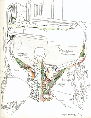 Anti-Sade - Rhomboideus Major & Minor
