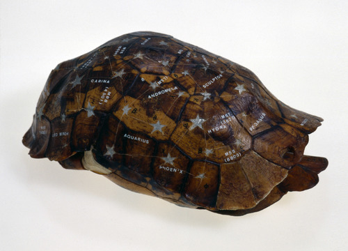 25 years Zeno X Gallery - Schildpad (Turtle)