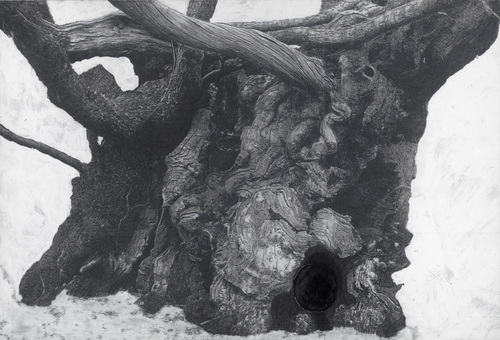 Het Muziekbos - Drawing of Old Trees on Wintry Days during 2007-2014