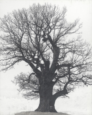 Het Muziekbos - Drawing of Old Trees on Wintry Days during 2007-2014