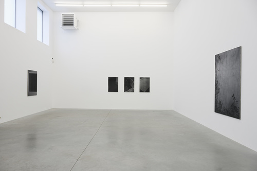 Dear deer , - Dirk Braeckman - Installation view