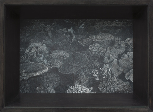 Patrick Van Caeckenbergh - Corals of Australia and the Indo-Pacific (spring 2013)