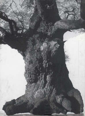 Het Muziekbos - Drawing of Old Trees on Wintry Days during 2007-2014