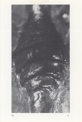 ZENO X GALLERY - Organ = Principles Sculpture of Split Anatomy - Tom Puckey