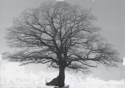 Het Muziekbos - Drawing of Old Trees on Wintry Days during 2007-2014