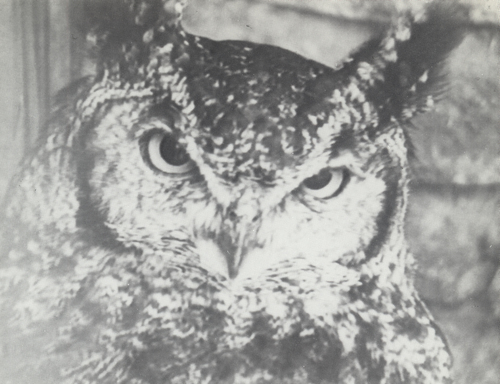 ZENO X GALLERY - Blindsight - Marie-José Burki