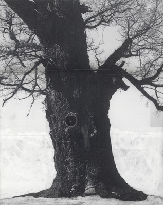 Patrick Van Caeckenbergh - Drawings of Old Trees on Wintry Days during 2007 - 2014
