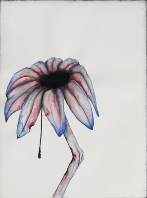 Lacuna - Grace Schwindt - Echinacea